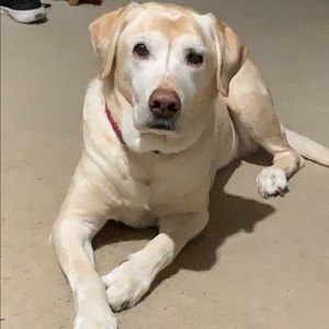 Meet your Posher, Amelia